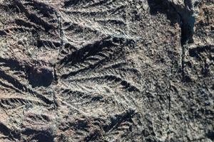 A lack of sex held back life’s diversity for millions of years