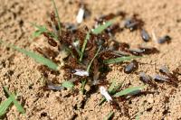 Fire Ant Swarm
