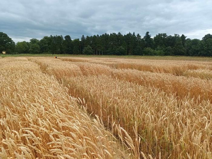 Field trial of GE wheat