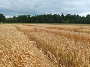 Field trial of GE wheat