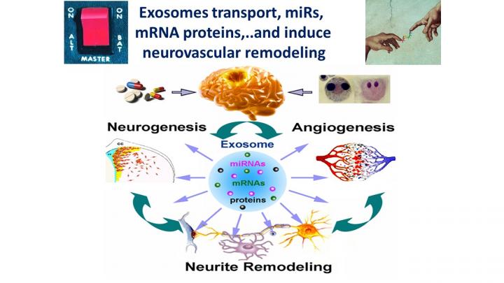 Exosomes