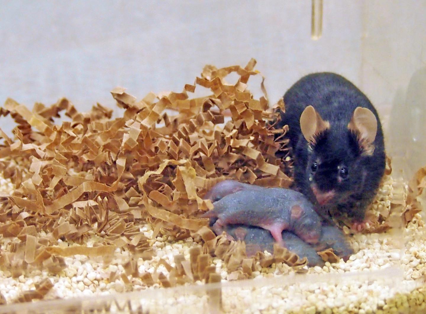 Mother Mouse and Offspring