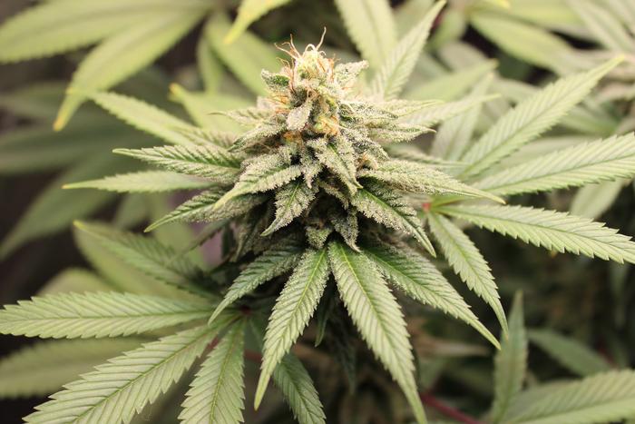 Cannabis plant