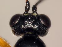 Scambus calobatus (Fig. 2)