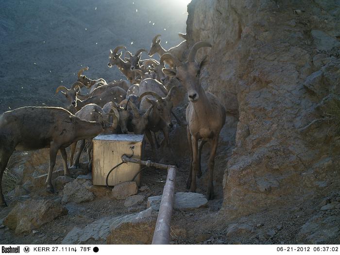 Mojave bighorn