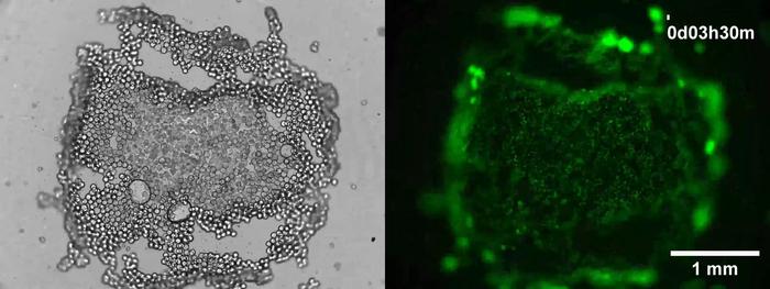 "Snowballing" spheroids self-assemble