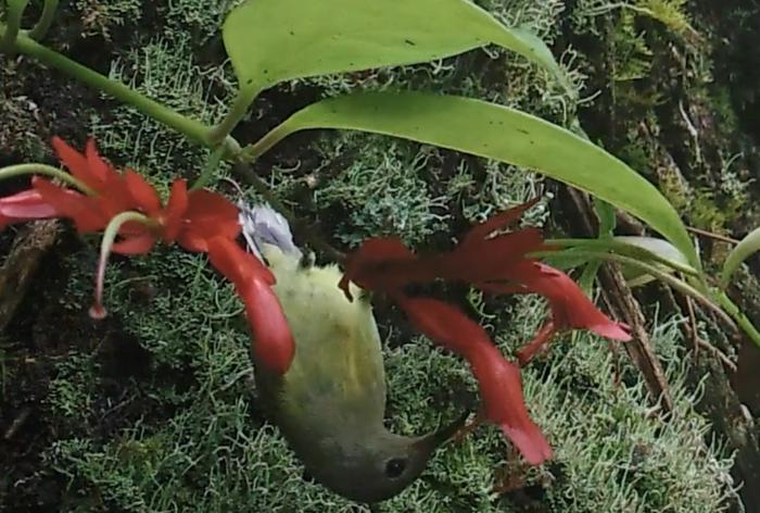 Long-beaked sunbird visiting tube-shaped flower