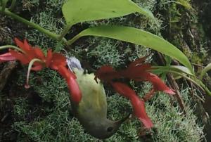 Long-beaked sunbird visiting tube-shaped flower