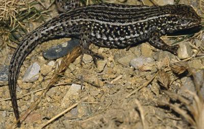 <i>Liolaemus chavin</i>
