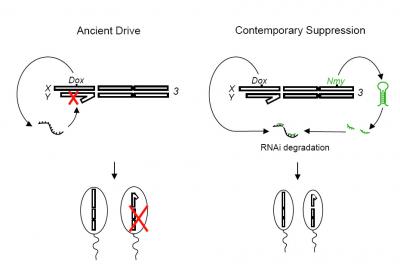 Mechanistic and Evolutionary Model for Sex-ratio Distortion