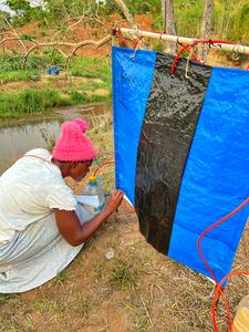 IMG_5534.jpg - A trap attendant carefully removes blackflies from a trap