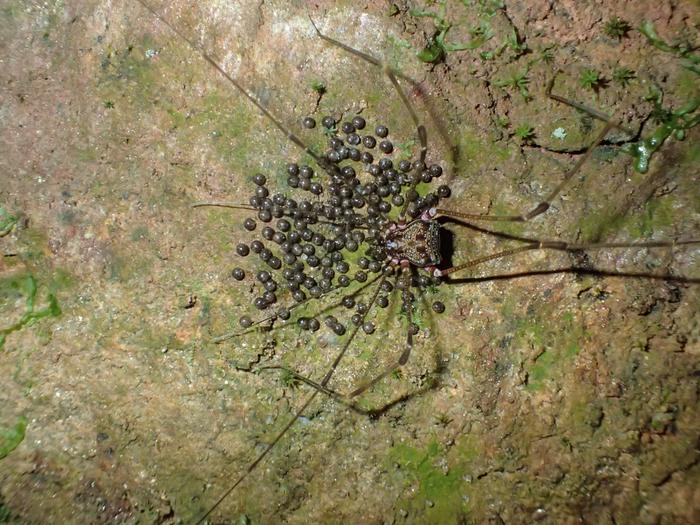 Goniosoma roridum
