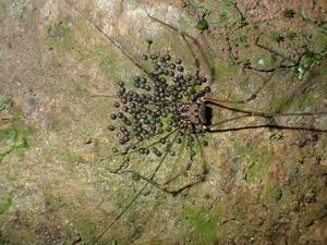 Goniosoma roridum