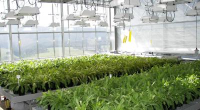 Dandelion, from a Weed into An Agricultural Crop