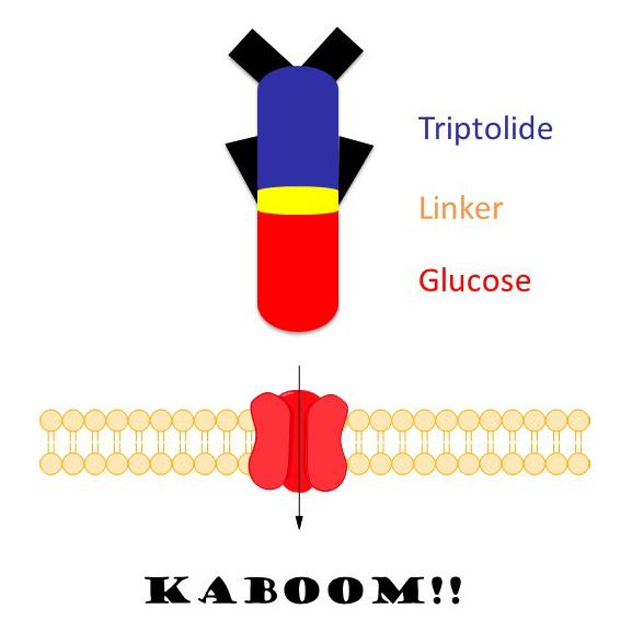 Glutriptolides