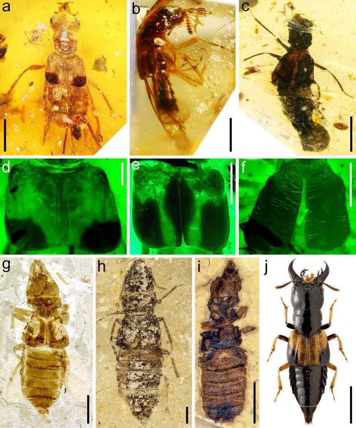 Mycophagous Oxyporine Rove Beetles
