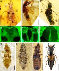 Mycophagous Oxyporine Rove Beetles