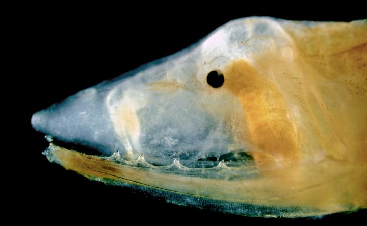 Fanged Fish