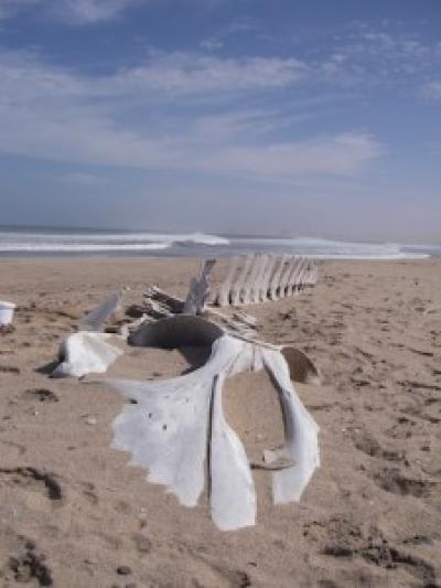 Rorqual Whale Skeleton