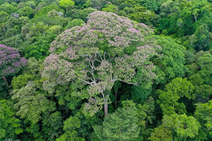 Tropical trees in the legume family, like this Dipteryx tree, capture nitrogen from the air and convert it into a form available in the soil for their neighbors to use.