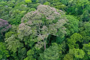 Tropical trees in the legume family, like this Dipteryx tree, capture nitrogen from the air and convert it into a form available in the soil for their neighbors to use.