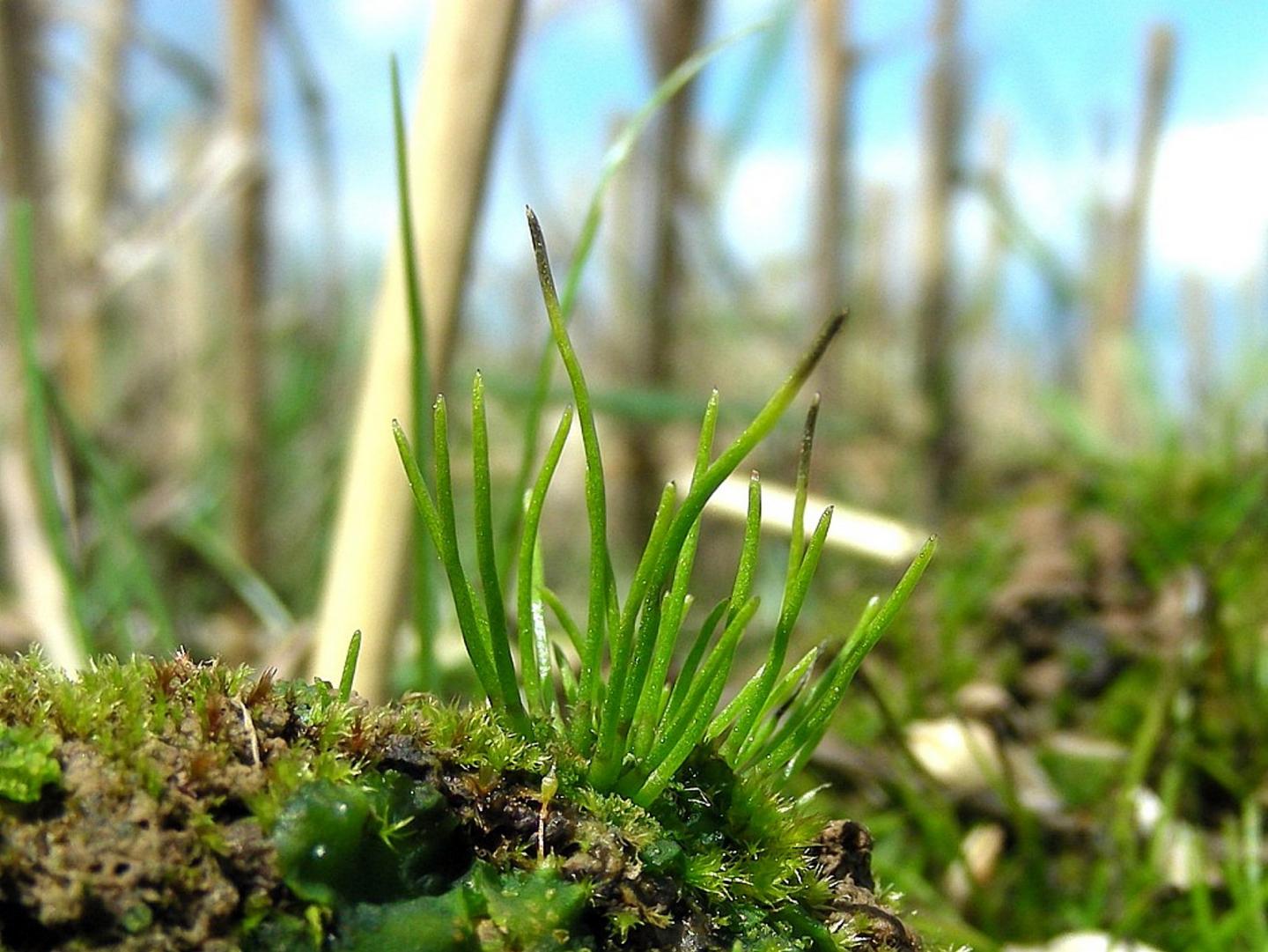 Hornwort