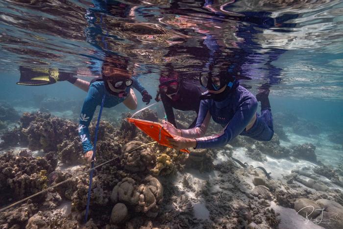 Researchers survey One Tree Reef on the Great Barrier Reef