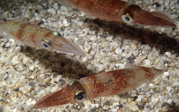 Longfin Inshore Squid, Doryteuthis pealeii