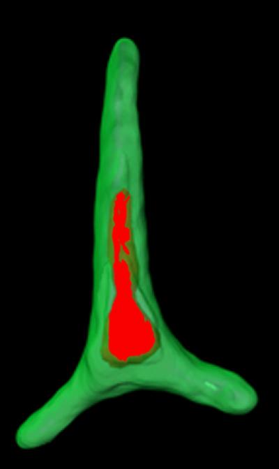 Phaeodactylum tricornutum