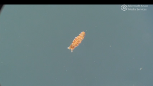 Young tardigrades