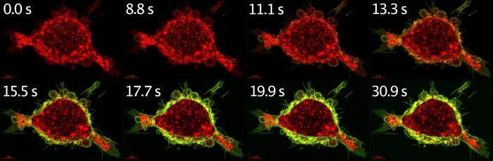 antibody drug binding