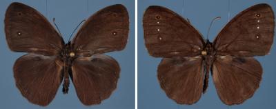 Flashier is Better for Female Butterflies