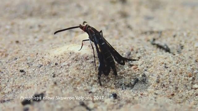 Video of the New Species <i>Pyrophleps ellawi</i>