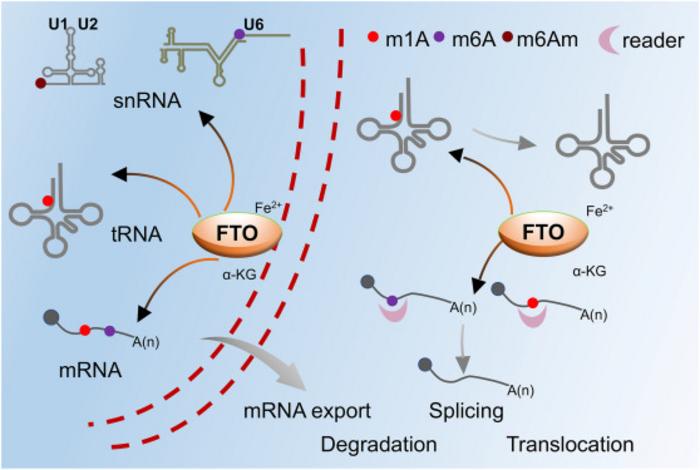 FIG 1