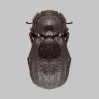 <I>Stenomorpha roosevelti</I> Darkling Beetle