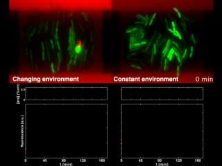 Synthetic 'Clock' Sheds Light on Circadian Rhythms