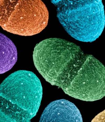 A New Genetic Fingerprint Lives in Your Belly
