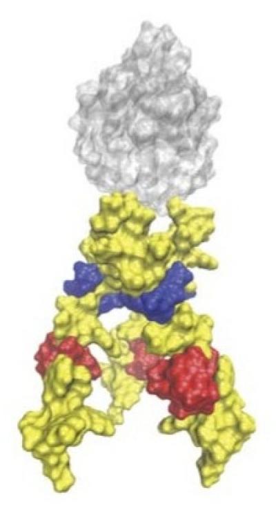 HIV MPER Region of gp41