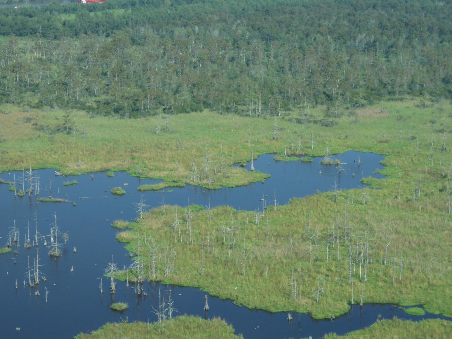 Dying Swamp