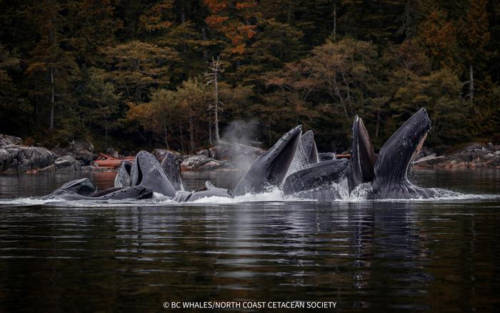Humpback whales