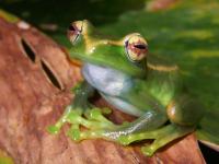 Tree Frog