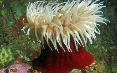 Anemones and Symbiotic Algae