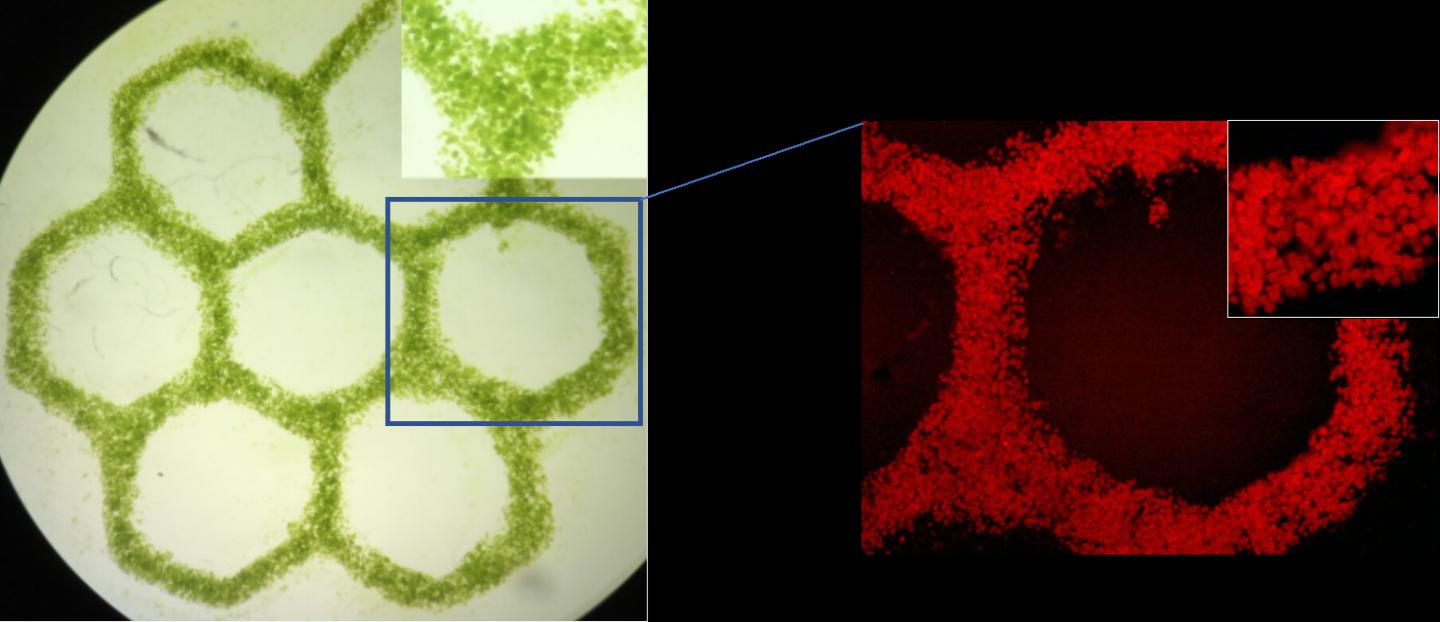 Algae micrographs
