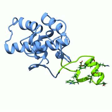 SMAD2 Protein