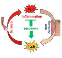 Itch-Scratch Cycle