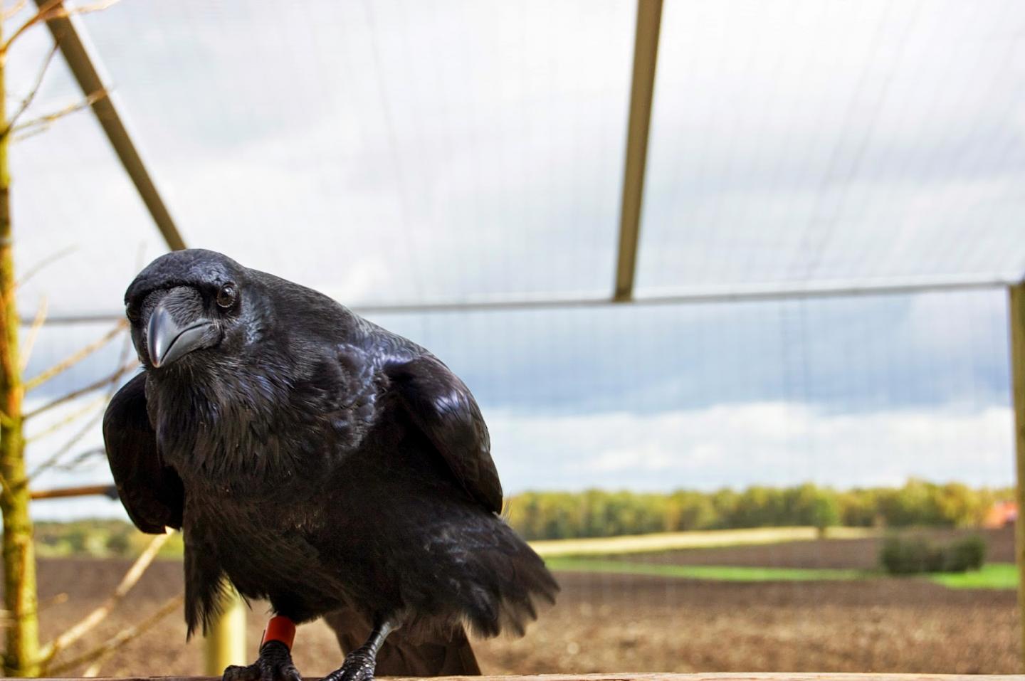 Raven