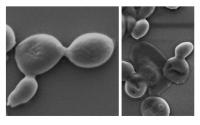 Candida auris (before and after treatment)