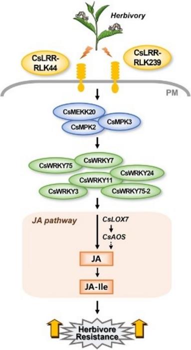 Proposed model for CsLRR-RLKs in regulating herbivore-induced signaling pathways and defenses in tea plants.
