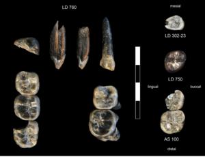 Fossil teeth