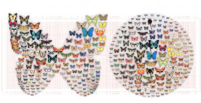 Computer Arranges Pictures Based on Their Artistic Aspects